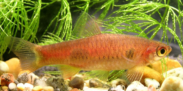 Rasbora kalochroma